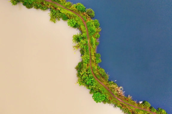 Trees near ocean
