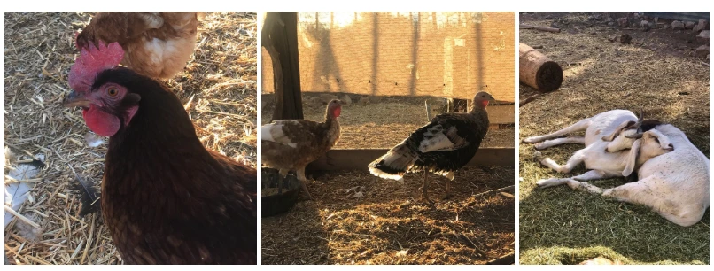 Chicken, turkeys and goats