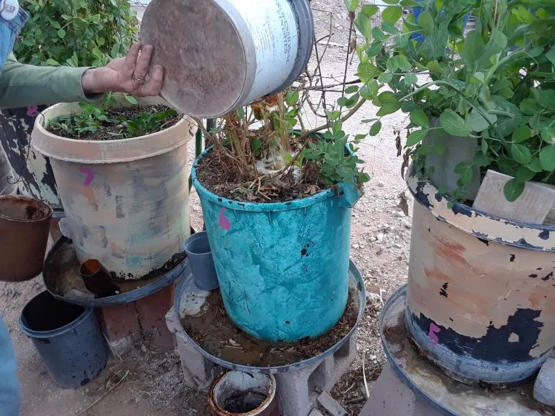 Backyard gardener uses rainwater on containers & collects water as it drains to re-use