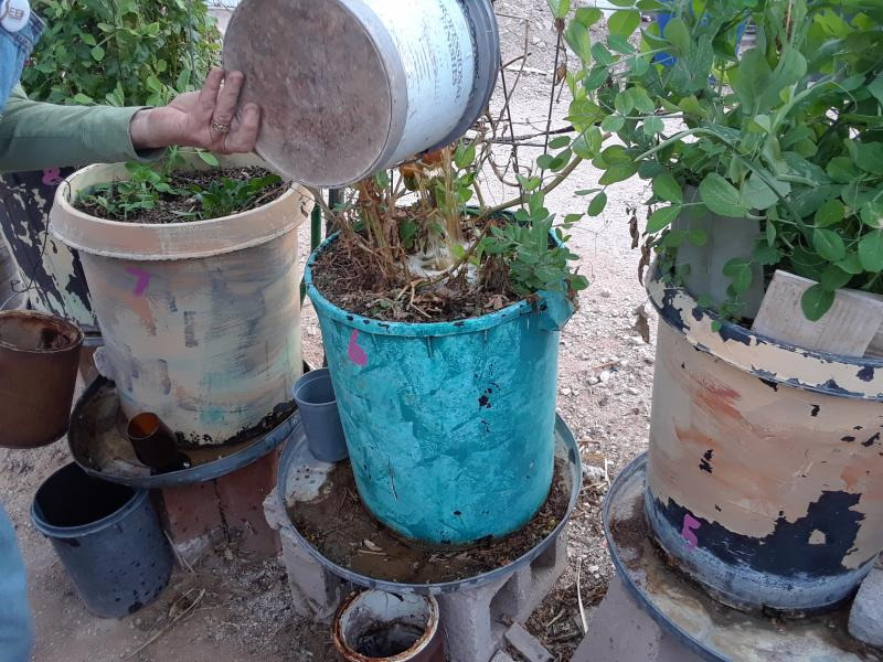 Backyard gardener uses rainwater on containers & collects water as it drains to re-use