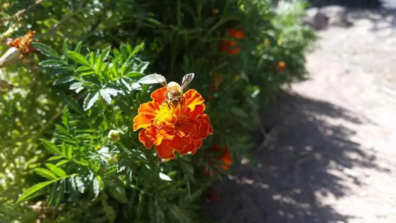 Bee on flower