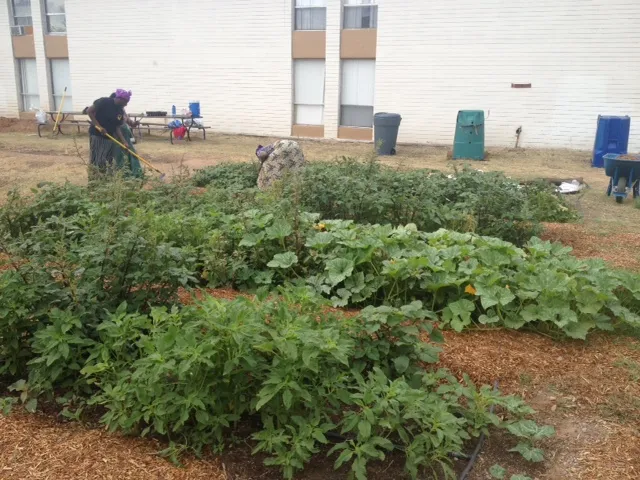 Community Gardens of Tucson’s Nottinghill Garden, September 2016