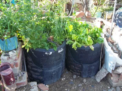 Plants in pots