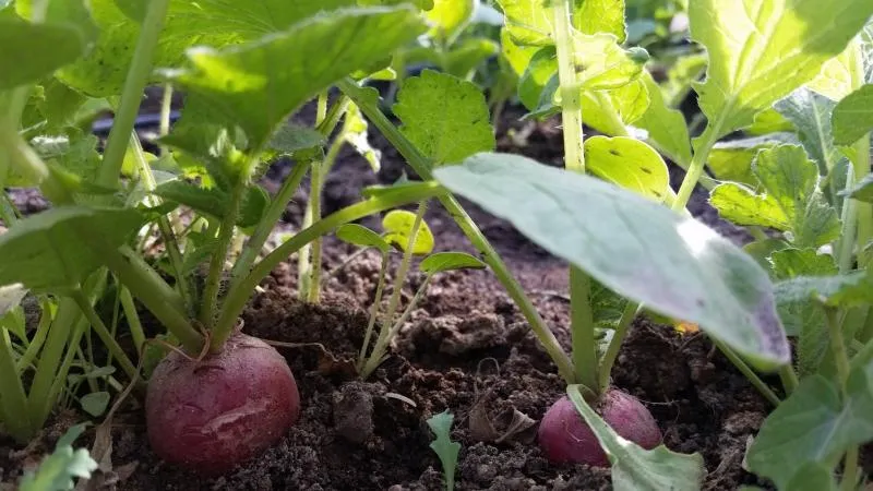 Radishes growing in garden