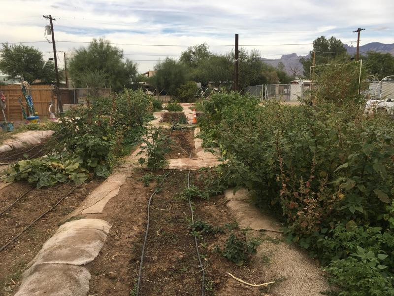 St. Demetrios Garden, International Rescue Committee and Community Gardens of Tucson
