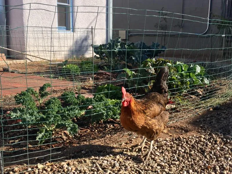 Chicken in backyard garden